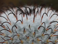 Mammillaria perezdelarosae